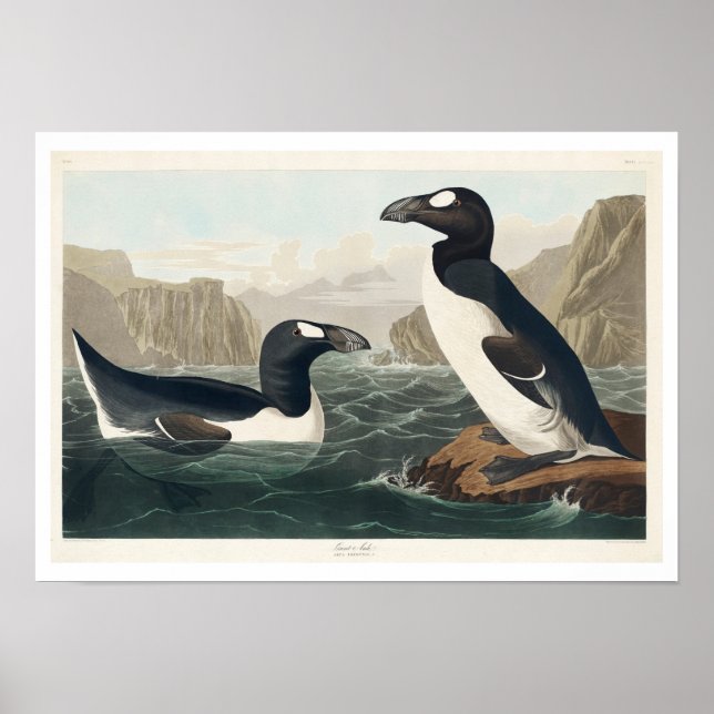 Poster Excelente Auk por Audubon (Frente)