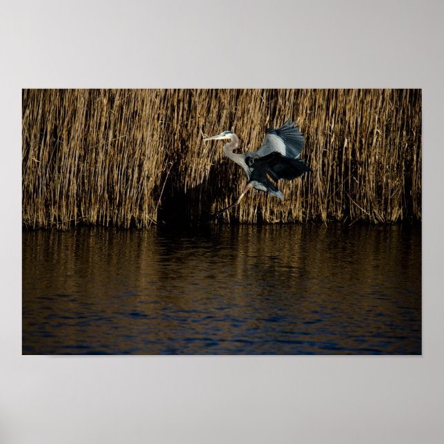 Poster excelente azul de aterrissagem com Heron (Frente)