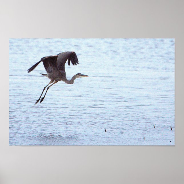 Poster excelente azul de aterrissagem com Heron (Frente)