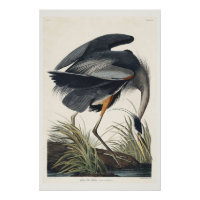 Excelente azul Heron