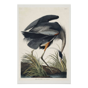 Pôster Excelente azul Heron