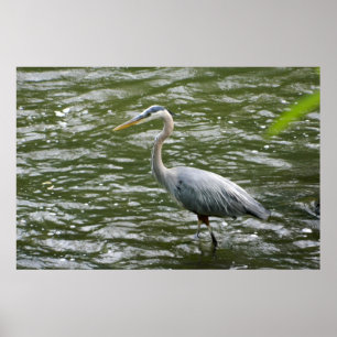 Poster Excelente Azul Heron