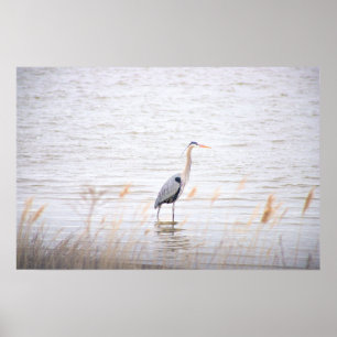 Poster Excelente Azul Heron