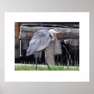Pôster Excelente Azul Heron Aguardando
