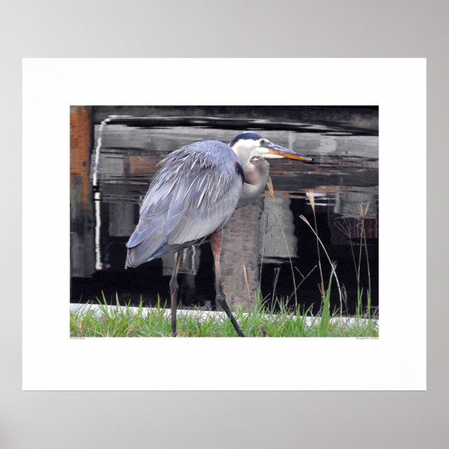 Pôster Excelente Azul Heron Esperando (Frente)