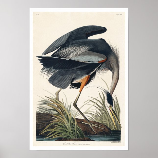 Poster Excelente azul Heron por Audubon (Frente)