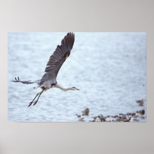 Poster excelente Azul Heron Voador