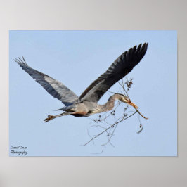Poster Excelente Blue Heron