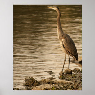 Poster Excelente Blue Heron