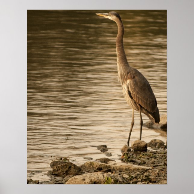 Poster Excelente Blue Heron (Frente)