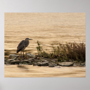 Pôster Excelente Blue Heron