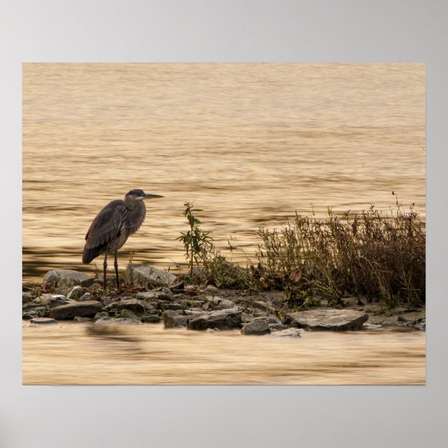 Pôster Excelente Blue Heron (Frente)