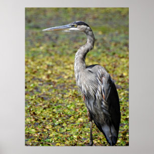 Poster Excelente Blue Heron