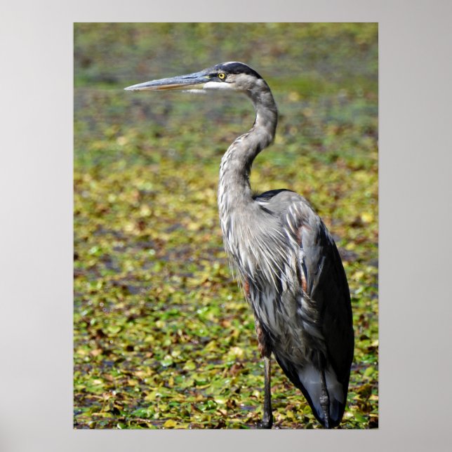 Poster Excelente Blue Heron (Frente)