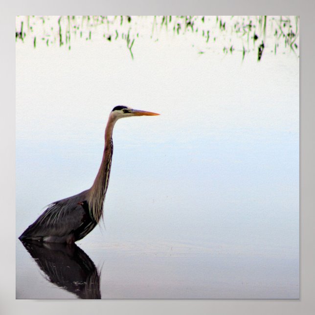 Poster Excelente Blue Heron (Frente)
