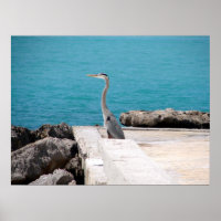 Excelente Blue Heron