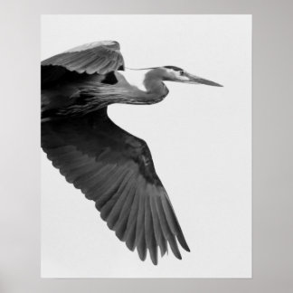 Poster Excelente Blue Heron Crop preto e branco