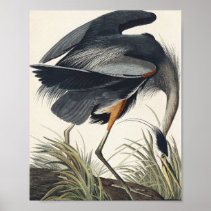 Poster Excelente Blue Heron de Birds da América