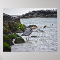 Excelente Blue Heron e Brown Pelican