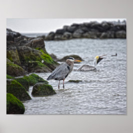 Poster Excelente Blue Heron e Brown Pelican
