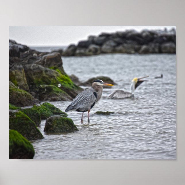 Poster Excelente Blue Heron e Brown Pelican (Frente)