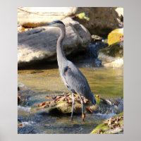 Excelente Blue Heron em pé na foto do riacho