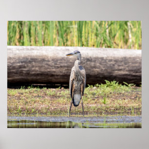 Poster Excelente Blue Heron em pé no lago Champlain