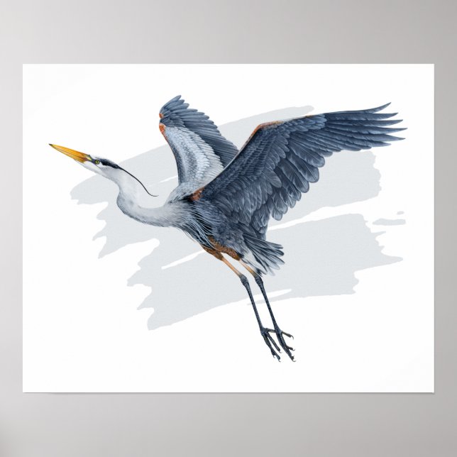 Poster Excelente Blue Heron em Voo (Frente)