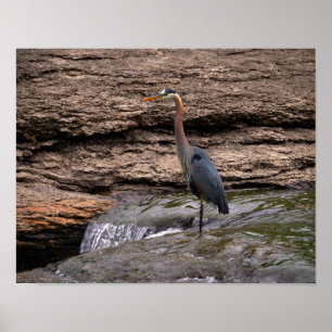 Pôster Excelente Blue Heron no Falls
