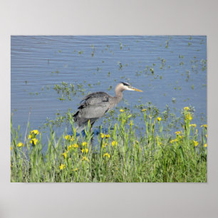 Poster Excelente Blue Heron no rio.