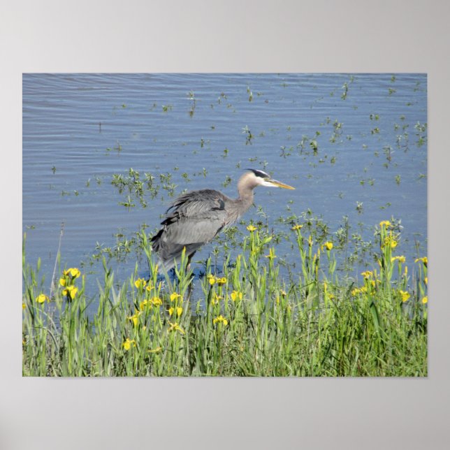 Poster Excelente Blue Heron no rio. (Frente)