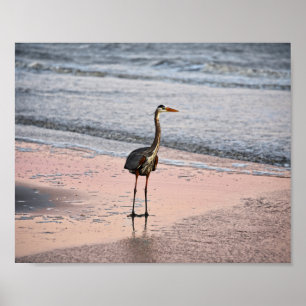 Poster Excelente Blue Heron no Sunset, Flórida