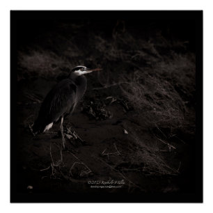 Pôster Excelente Blue Heron P2391