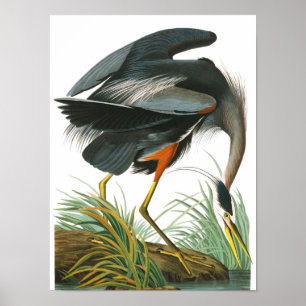 Poster Excelente Blue Heron por John James Audubon