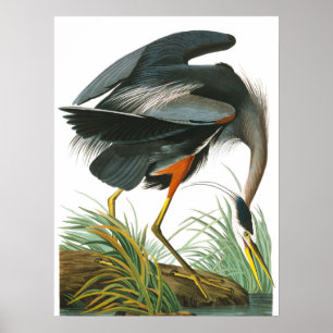 Poster Excelente Blue Heron por John James Audubon