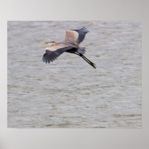 Poster Excelente Blue Heron Voando