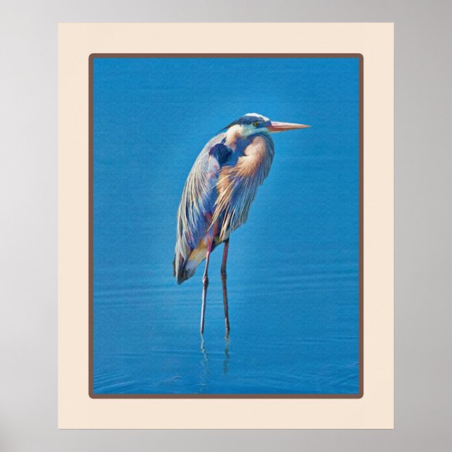 Pôster Excelente Blue Heron Wading no Pond (Frente)