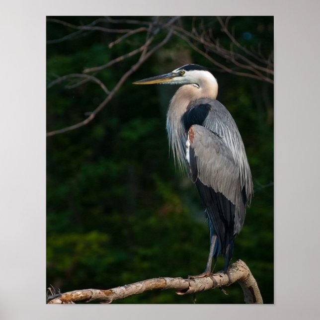 Poster Excelente Blue Heron Wall Art (Frente)