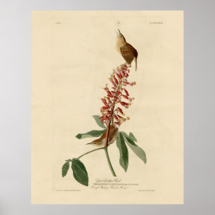 Poster Excelente Carolina Wren - As Aves da América de Au
