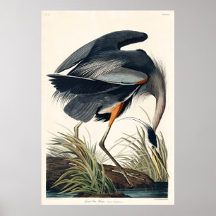 Poster Excelente de Audubon Blue Heron 1834 Plate CCXI