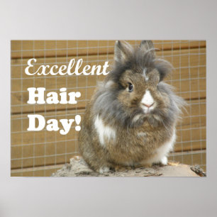 Poster "Excelente Dia do Cabelo" para o Coelho