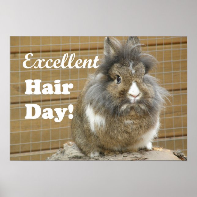 Poster "Excelente Dia do Cabelo" para o Coelho (Frente)
