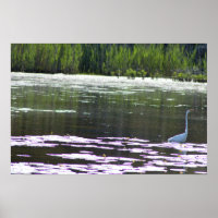 Excelente Egret Bird Foto