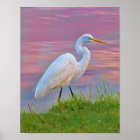 Excelente Egret Stroll at Sunrise
