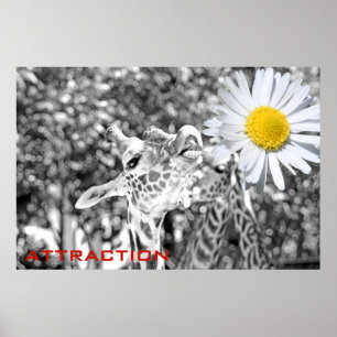 Pôster Excelente Giraffe Atração Poster!