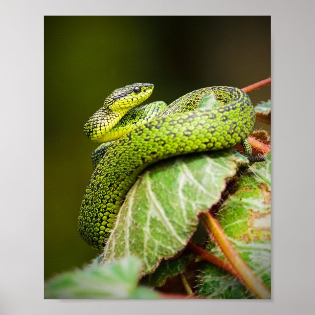 Poster Excelente Lagos Bush Viper (Frente)