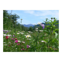 Excelente vista para as flores