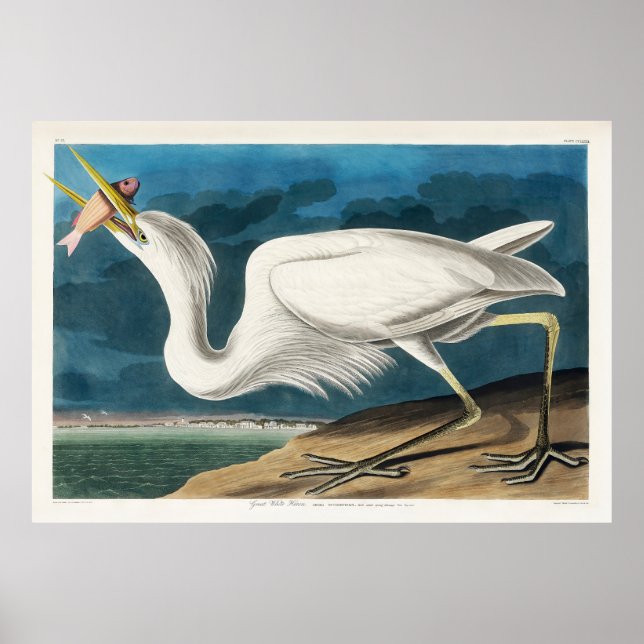 Poster Excelente White Heron, 1835, The Birds of America (Frente)