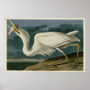 Poster Excelente White Heron, das Aves da América de Audu