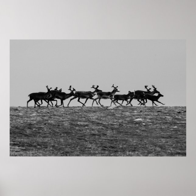 Poster Executando Reindeer (Frente)